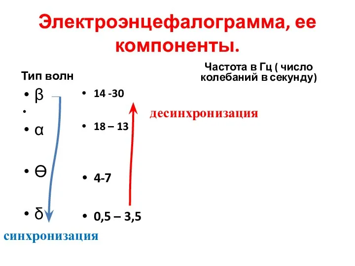 Электроэнцефалограмма, ее компоненты. Тип волн β α Ө δ Частота в Гц