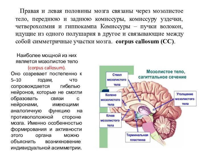 Правая и левая половины мозга связаны через мозолистое тело, переднюю и заднюю