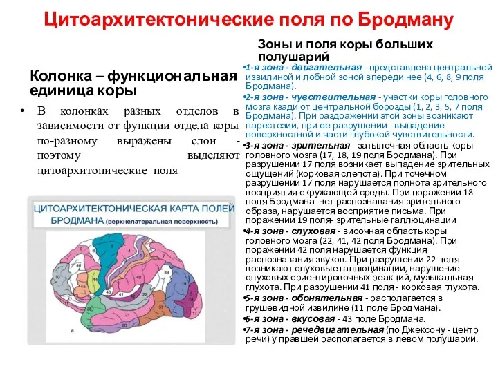 Цитоархитектонические поля по Бродману Колонка – функциональная единица коры В колонках разных