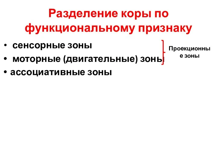 Разделение коры по функциональному признаку сенсорные зоны моторные (двигательные) зоны ассоциативные зоны Проекционные зоны