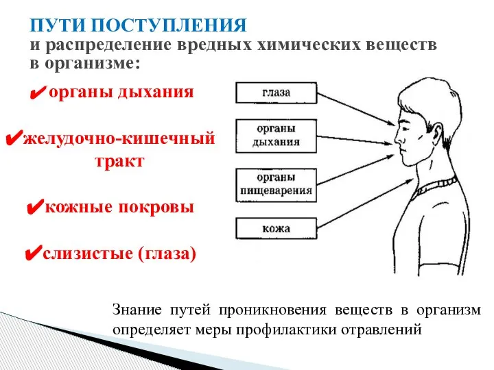 органы дыхания желудочно-кишечный тракт кожные покровы слизистые (глаза) Знание путей проникновения веществ