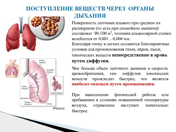 ПОСТУПЛЕНИЕ ВЕЩЕСТВ ЧЕРЕЗ ОРГАНЫ ДЫХАНИЯ Поверхность легочных альвеол при среднем их расширении