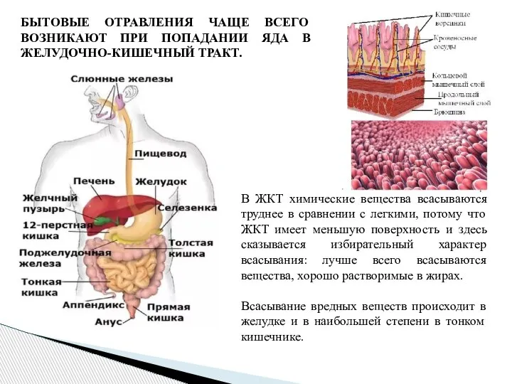 БЫТОВЫЕ ОТРАВЛЕНИЯ ЧАЩЕ ВСЕГО ВОЗНИКАЮТ ПРИ ПОПАДАНИИ ЯДА В ЖЕЛУДОЧНО-КИШЕЧНЫЙ ТРАКТ. В