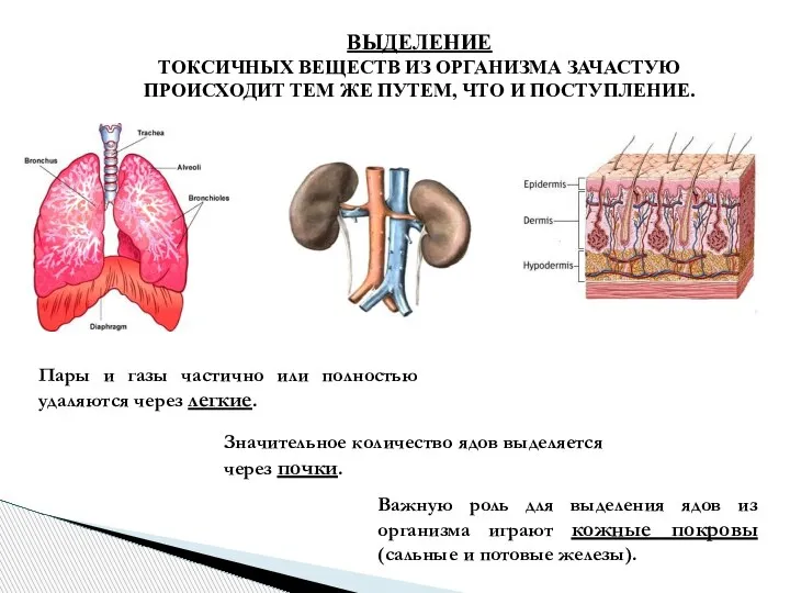 ВЫДЕЛЕНИЕ ТОКСИЧНЫХ ВЕЩЕСТВ ИЗ ОРГАНИЗМА ЗАЧАСТУЮ ПРОИСХОДИТ ТЕМ ЖЕ ПУТЕМ, ЧТО И