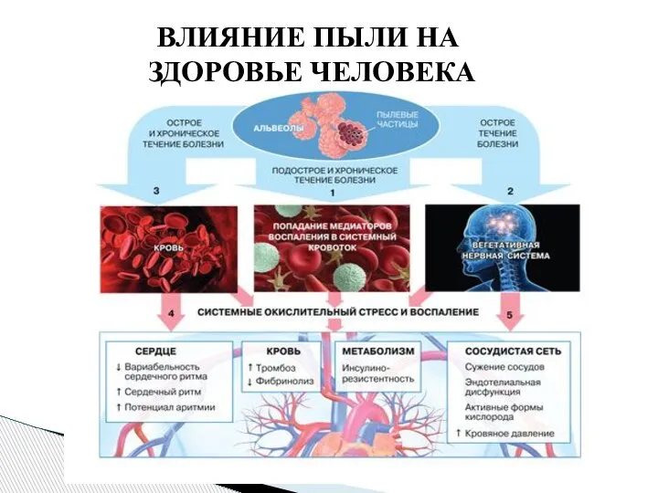 ВЛИЯНИЕ ПЫЛИ НА ЗДОРОВЬЕ ЧЕЛОВЕКА