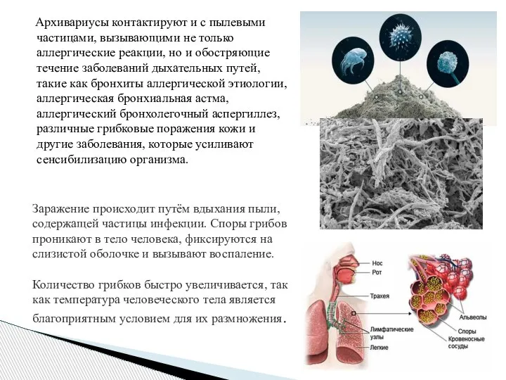 Архивариусы контактируют и с пылевыми частицами, вызывающими не только аллергические реакции, но