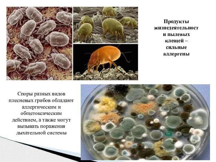 Продукты жизнедеятельности пылевых клещей – сильные аллергены Споры разных видов плесневых грибов