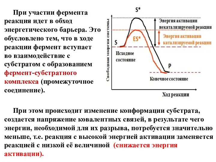 При участии фермента реакция идет в обход энергетического барьера. Это обусловлено тем,