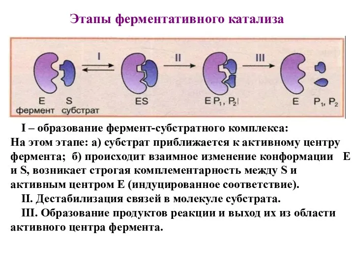 Этапы ферментативного катализа I – образование фермент-субстратного комплекса: На этом этапе: а)