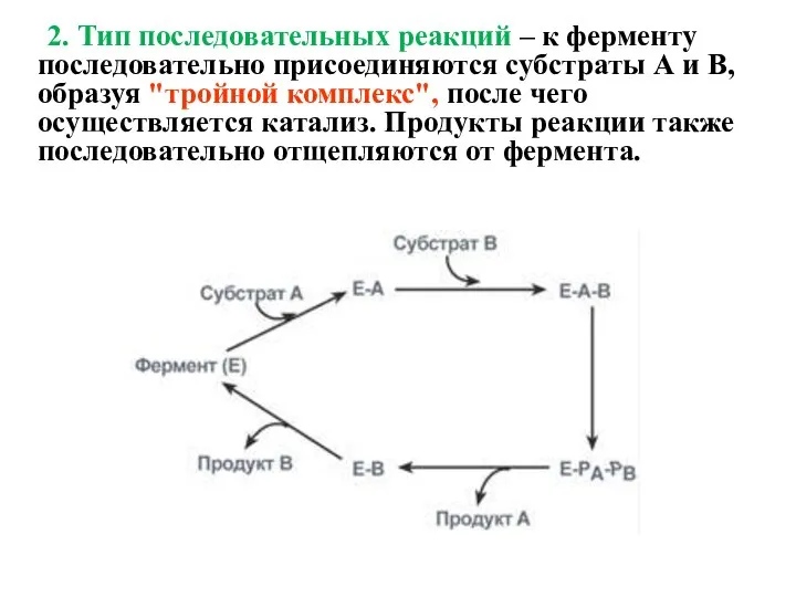 2. Тип последовательных реакций – к ферменту последовательно присоединяются субстраты А и