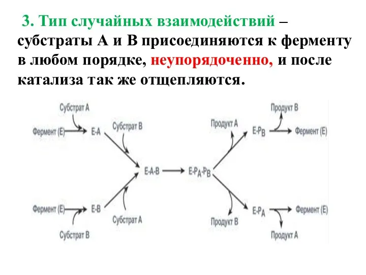 3. Тип случайных взаимодействий – субстраты А и В присоединяются к ферменту