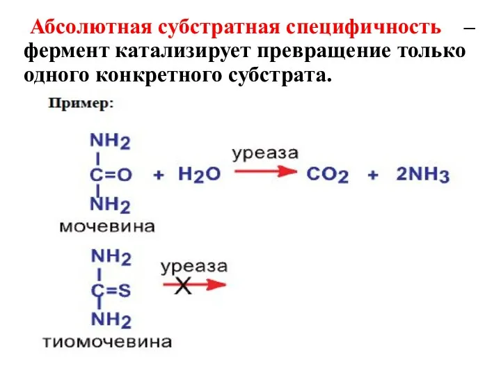 Абсолютная субстратная специфичность – фермент катализирует превращение только одного конкретного субстрата.