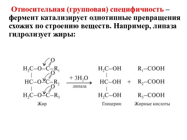 Относительная (групповая) специфичность – фермент катализирует однотипные превращения схожих по строению веществ. Например, липаза гидролизует жиры: