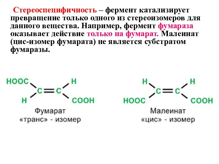 Стереоспецифичность – фермент катализирует превращение только одного из стереоизомеров для данного вещества.