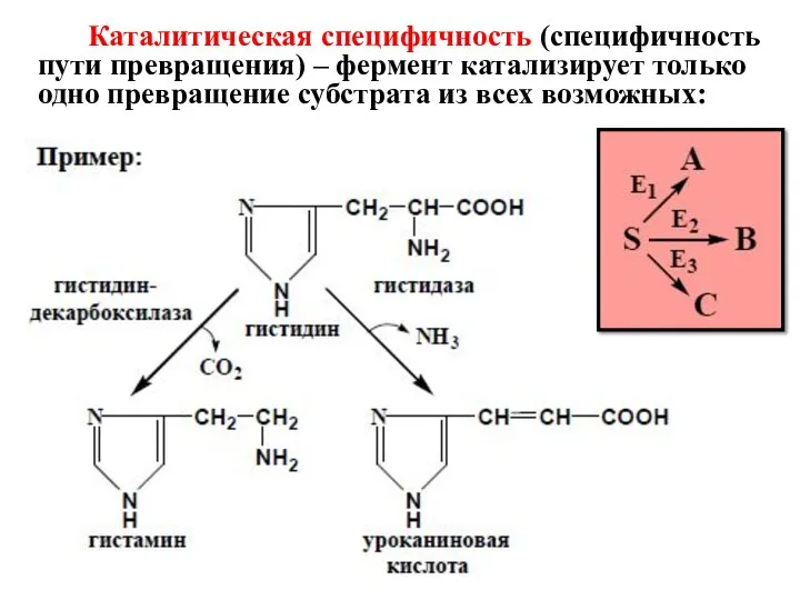 Каталитическая специфичность (специфичность пути превращения) – фермент катализирует только одно превращение субстрата из всех возможных: