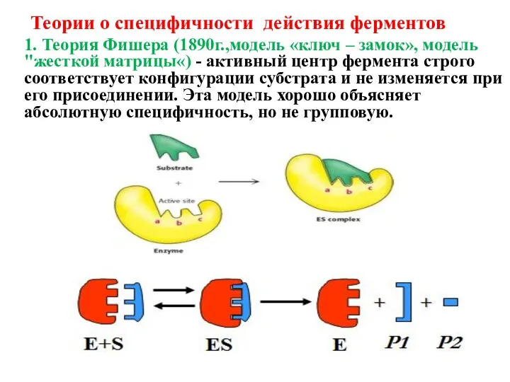 Теории о специфичности действия ферментов 1. Теория Фишера (1890г.,модель «ключ – замок»,