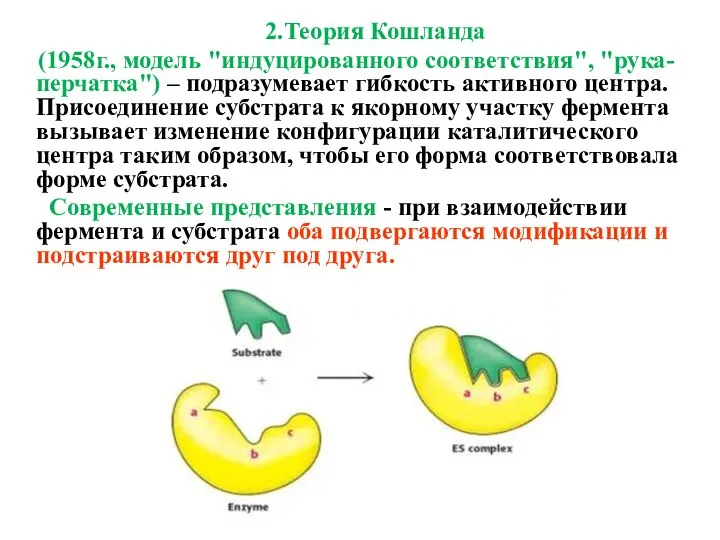 2.Теория Кошланда (1958г., модель "индуцированного соответствия", "рука-перчатка") – подразумевает гибкость активного центра.