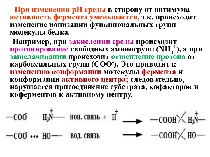 При изменении pH среды в сторону от оптимума активность фермента уменьшается, т.к.