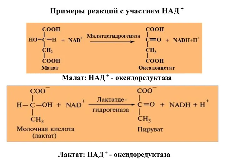 Примеры реакций с участием НАД + Малат: НАД + - оксидоредуктаза Лактат: НАД + - оксидоредуктаза