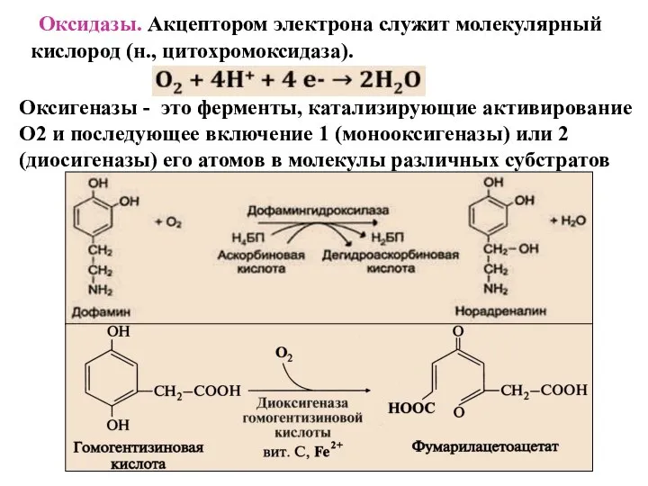 Оксидазы. Акцептором электрона служит молекулярный кислород (н., цитохромоксидаза). Оксигеназы - это ферменты,