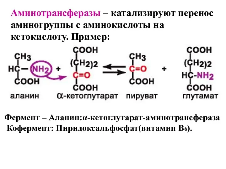 Аминотрансферазы – катализируют перенос аминогруппы с аминокислоты на кетокислоту. Пример: Фермент – Аланин:α-кетоглутарат-аминотрансфераза Кофермент: Пиридоксальфосфат(витамин B6).