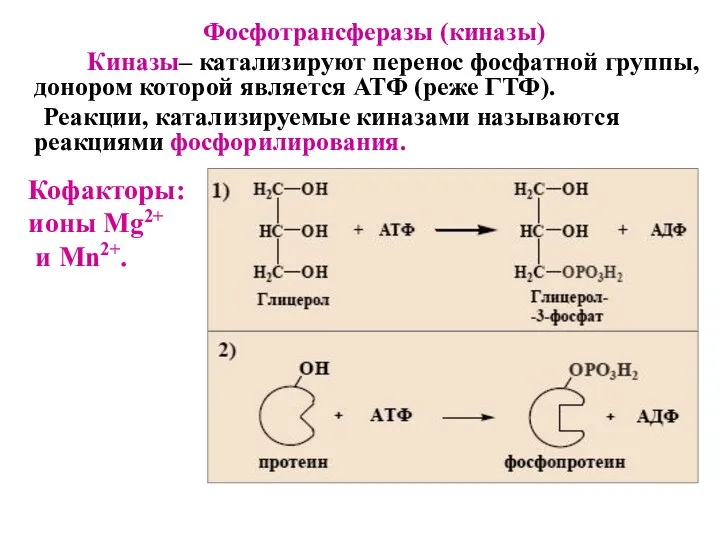 Фосфотрансферазы (киназы) Киназы– катализируют перенос фосфатной группы, донором которой является АТФ (реже