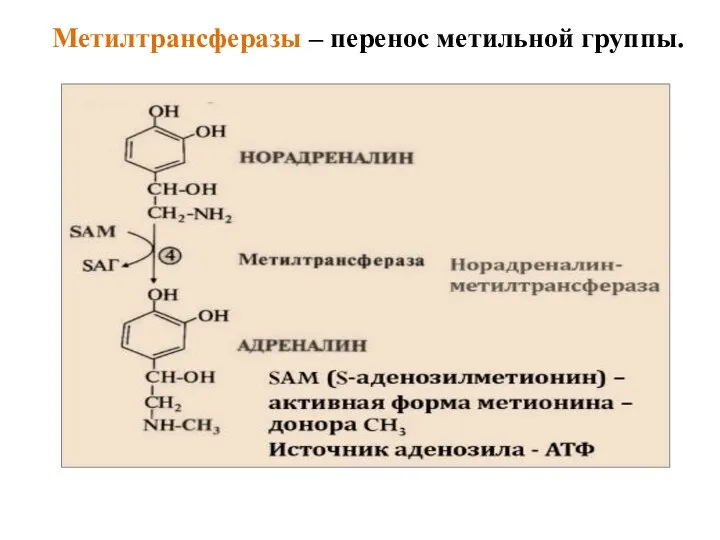 Метилтрансферазы – перенос метильной группы.