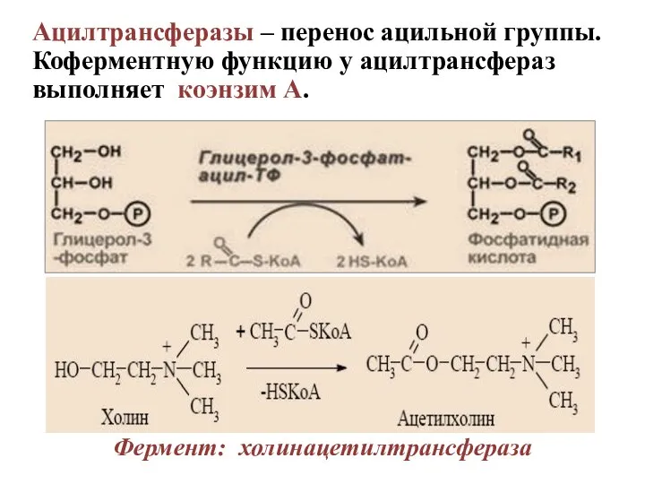 Ацилтрансферазы – перенос ацильной группы. Коферментную функцию у ацилтрансфераз выполняет коэнзим А. Фермент: холинацетилтрансфераза