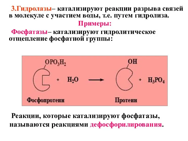 3.Гидролазы– катализируют реакции разрыва связей в молекуле с участием воды, т.е. путем