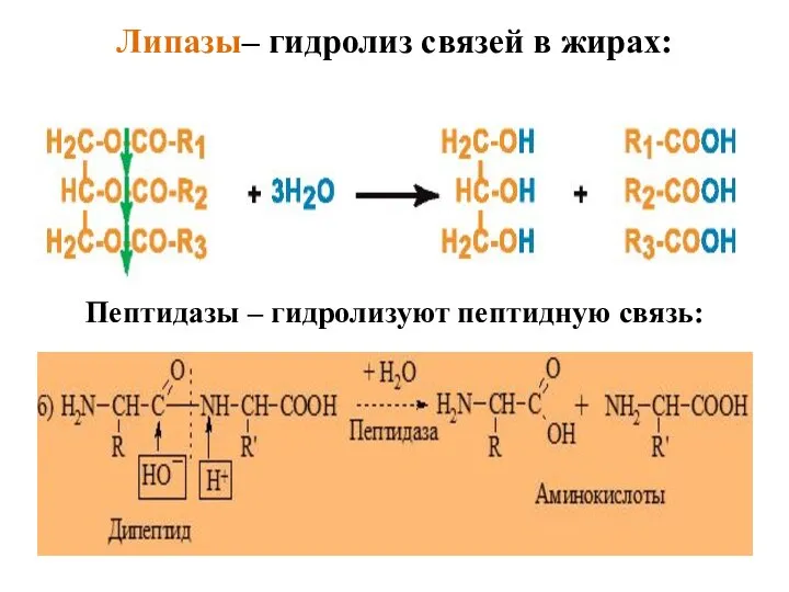 Липазы– гидролиз связей в жирах: Пептидазы – гидролизуют пептидную связь: