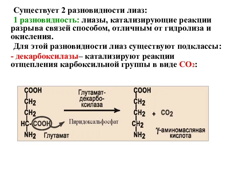 Существует 2 разновидности лиаз: 1 разновидность: лиазы, катализирующие реакции разрыва связей способом,