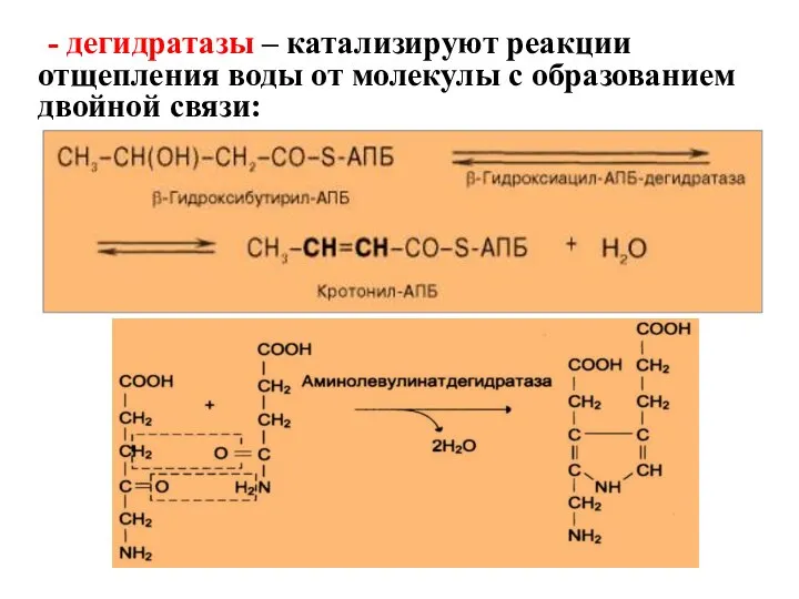 - дегидратазы – катализируют реакции отщепления воды от молекулы с образованием двойной связи: