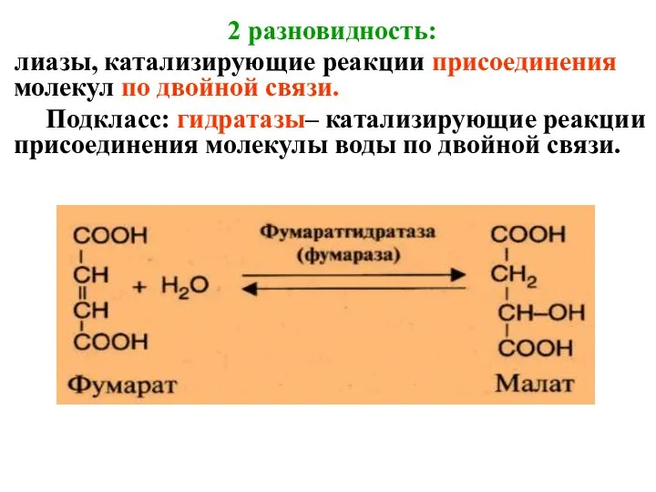 2 разновидность: лиазы, катализирующие реакции присоединения молекул по двойной связи. Подкласс: гидратазы–