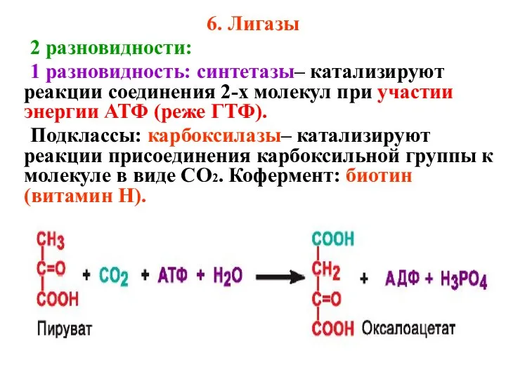 6. Лигазы 2 разновидности: 1 разновидность: синтетазы– катализируют реакции соединения 2-х молекул