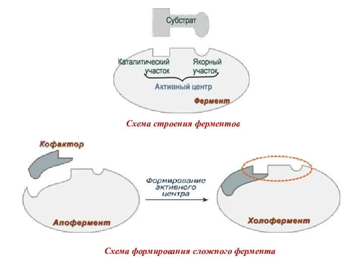 Схема строения ферментов Схема формирования сложного фермента