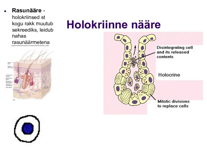 Holokriinne nääre Rasunääre - holokriinsed st kogu rakk muutub sekreediks, leidub nahas rasunäärmetena ja silmalaus