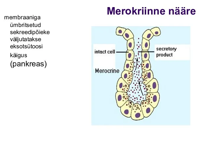 Merokriinne nääre membraaniga ümbritsetud sekreedipõieke väljutatakse eksotsütoosi käigus (pankreas)