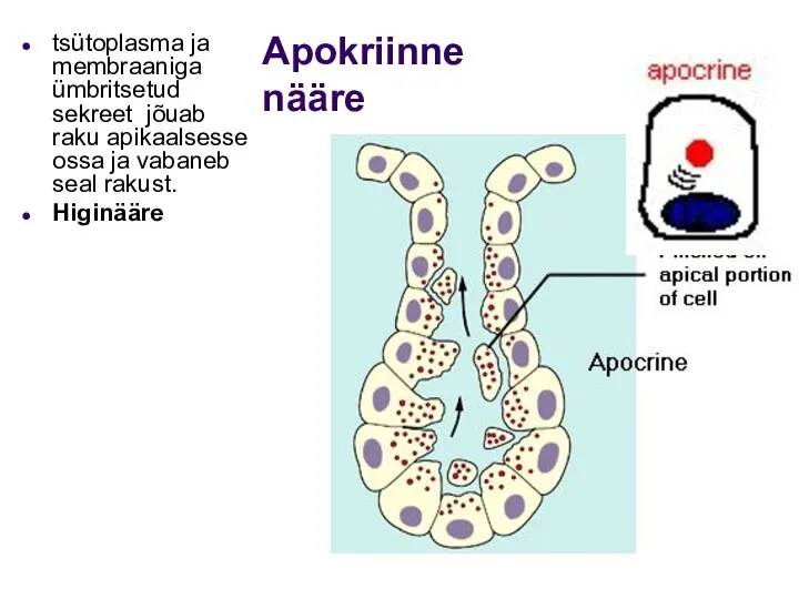 Apokriinne nääre tsütoplasma ja membraaniga ümbritsetud sekreet jõuab raku apikaalsesse ossa ja vabaneb seal rakust. Higinääre