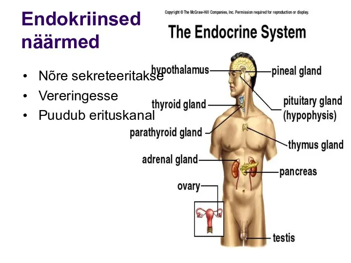 Endokriinsed näärmed Nõre sekreteeritakse Vereringesse Puudub erituskanal