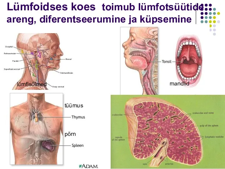 Lümfoidses koes toimub lümfotsüütide areng, diferentseerumine ja küpsemine lümfisõlmed tüümus põrn mandlid