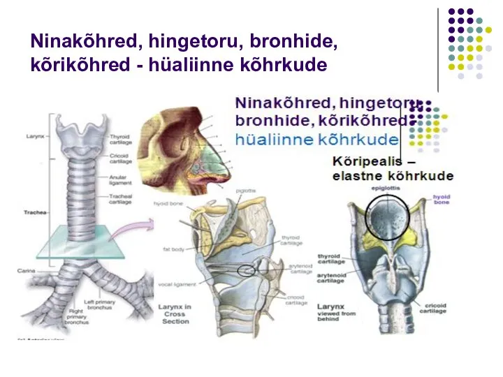 Ninakõhred, hingetoru, bronhide, kõrikõhred - hüaliinne kõhrkude