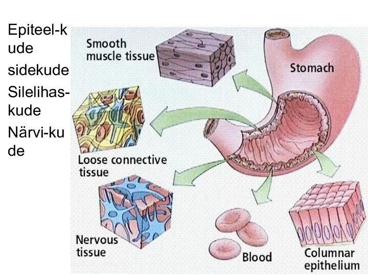magu Epiteel-kude sidekude Silelihas-kude Närvi-kude