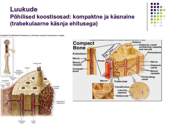 Luukude Põhilised koostisosad: kompaktne ja käsnaine (trabekulaarne käsnja ehitusega)