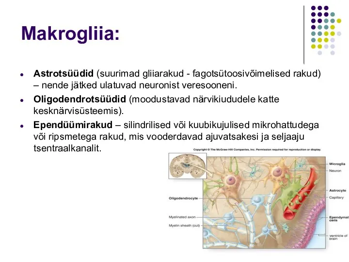 Makrogliia: Astrotsüüdid (suurimad gliiarakud - fagotsütoosivõimelised rakud) – nende jätked ulatuvad neuronist