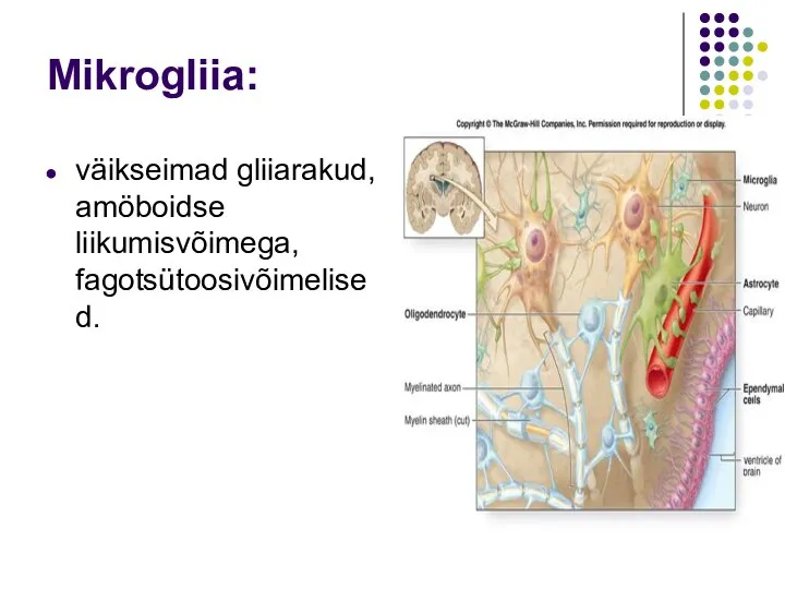 Mikrogliia: väikseimad gliiarakud, amöboidse liikumisvõimega, fagotsütoosivõimelised.