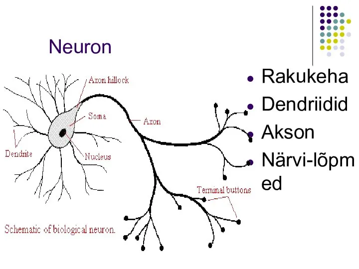 Neuron Rakukeha Dendriidid Akson Närvi-lõpmed