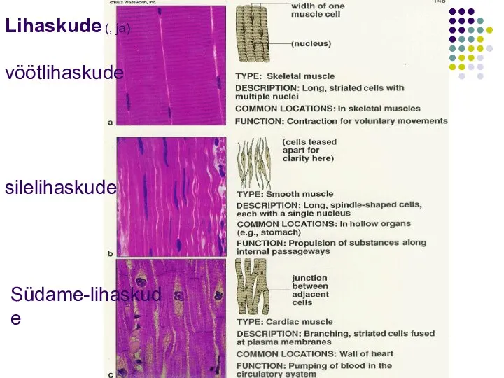 Lihaskude (, ja) vöötlihaskude Südame-lihaskude silelihaskude