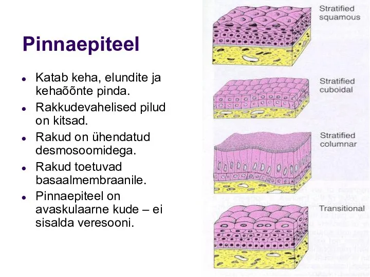 Pinnaepiteel Katab keha, elundite ja kehaõõnte pinda. Rakkudevahelised pilud on kitsad. Rakud