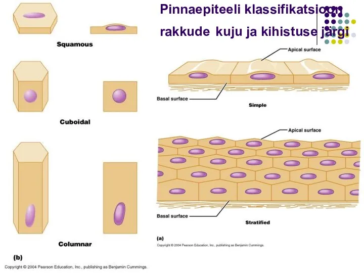 Pinnaepiteeli klassifikatsioon rakkude kuju ja kihistuse järgi