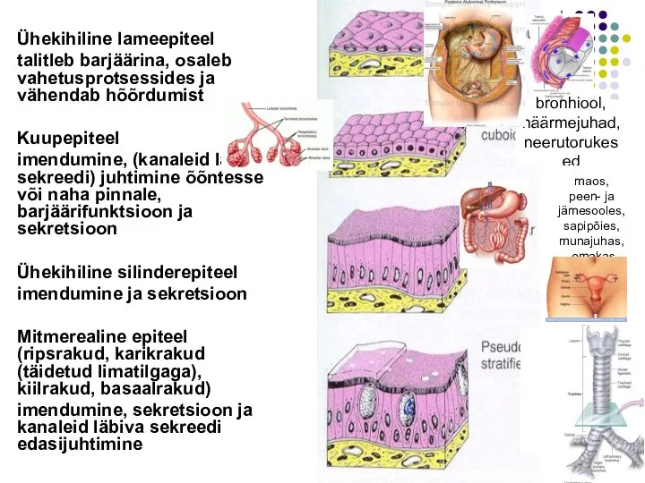 Ühekihiline lameepiteel talitleb barjäärina, osaleb vahetusprotsessides ja vähendab hõõrdumist Kuupepiteel imendumine, (kanaleid